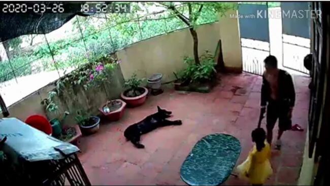 【閲覧注意】飼い犬が誘拐犯を撃退、幼女を救出する瞬間がマジで偉い! 銃にも怯まず… 超強力な絆に感動&賞賛の嵐=ベトナムの画像1