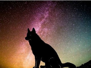「UFOに乗った犬」と出会った警官のヤバすぎる体験談！ 幻覚ビジョン、空白の時間、記憶喪失… 超絶パラノーマル現象！