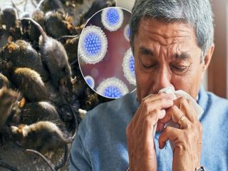 【緊急】第二のコロナか!? 香港で「謎の肝炎」が流行の兆し…ネズミにだけ感染するはずのウイルスが人間にも飛び移る!!