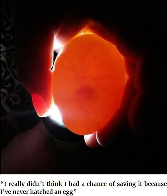 女がブラの中で卵を35日間温めて孵化に成功! 谷間の温もり&湿気がマジ最高、全世界称賛の「おっぱい孵卵器」!の画像2