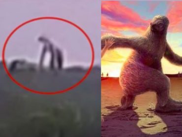 ナマケモノの検索結果 Tocana