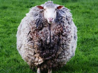 7年間「自主隔離」していた羊がまさかの農場復帰！ コロナ禍に苦しむ人類の“希望のモフモフ”に＝豪