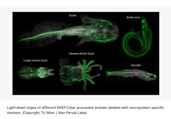 生物を超速で完全に透明化してしまう「DEEP-Clear」技術爆誕! 透明人間もうすぐ登場か!(最新研究)の画像3