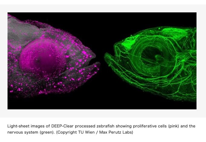 生物を超速で完全に透明化してしまう「DEEP-Clear」技術爆誕! 透明人間もうすぐ登場か!(最新研究)の画像4