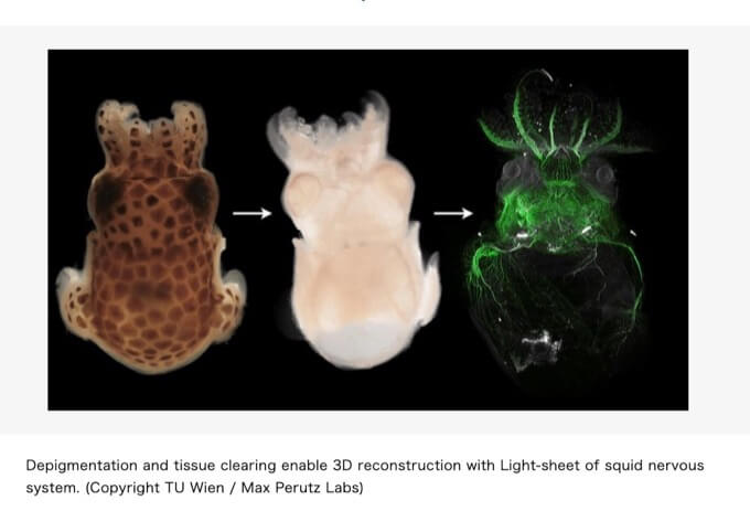 生物を超速で完全に透明化してしまう「DEEP-Clear」技術爆誕! 透明人間もうすぐ登場か!(最新研究)の画像2