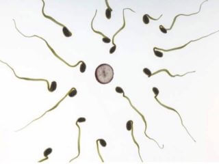 女性の卵子は精子を選別していると判明！ 恋愛とは別で卵子が判断… “非モテ精子男”が原因不明の不妊のカギか？