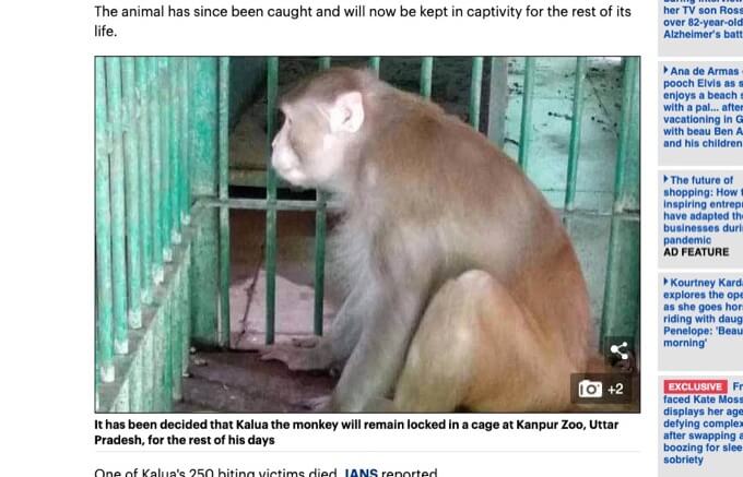 猿がアル中になって暴走、1人を殺害、250人を負傷させ終身刑に処される! 飼い主はオカルト信仰… 顔面引き裂き=インドの画像1