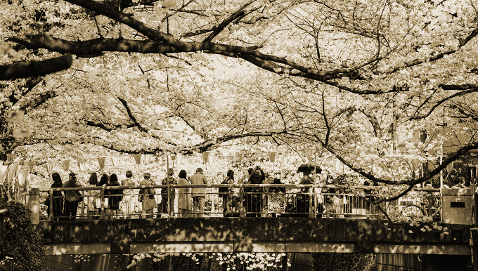 酔った村人たち、いつの間にかあちこちでSEX…！ 酒池肉林の乱交パーティーと化す伝統的「花見の宴」＝西日本の画像1
