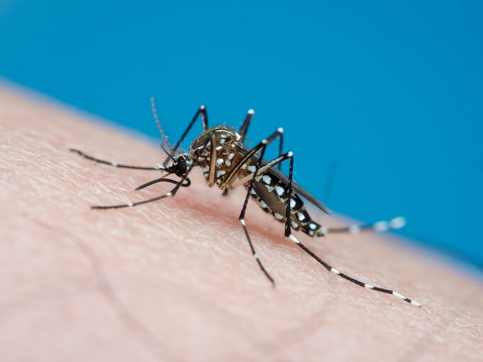 【警告】「遺伝子組み換えモスキート」がこの夏放たれると判明！ 大量のよく死ぬ蚊を… 背後にアノ陰謀財団か！の画像2
