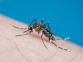 【警告】「遺伝子組み換えモスキート」がこの夏放たれると判明！ 大量の“よく死ぬ蚊”を… 背後にアノ陰謀財団か！