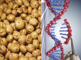「遺伝子組換えポテトは毒」元モンサント科学者が警鐘！ 変色しないジャガイモはNG、すでに日本の食卓にも…!?
