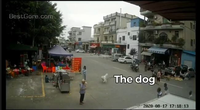 【閲覧注意】走り去っただけの子犬に殺された老婆!! 飼い主の少女の反応がやばい… 監視カメラが捉えた一部始終!=中国の画像3