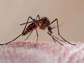 もうすぐ「蚊」が別の生物にリプレイスされる!?  うざくて無害な害虫が大量発生の危険…新世界秩序の激ヤバ計画とは？