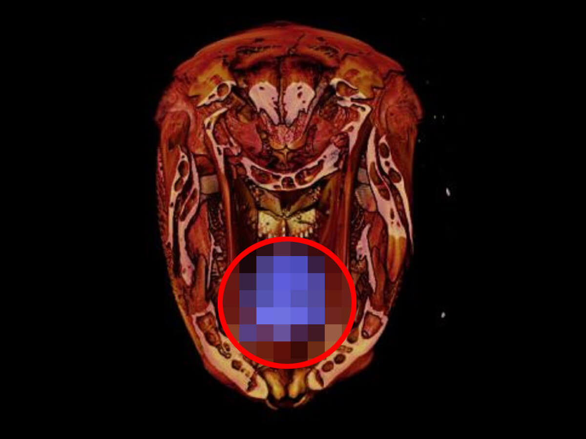 口の中に寄生し 最後には舌を食べて置き換わる寄生虫がヤバイ 性転換も