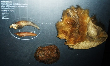南米パタゴニアには今も恐竜が生きている!? 「世界の果て」で伝説のイケメン作家が調査したヤバすぎるUMAとは!?の画像4