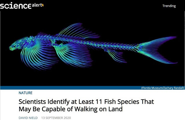 陸上を歩けるかもしれない魚11種! 歩行能力に関係する骨の構造を科学者が特定の画像1