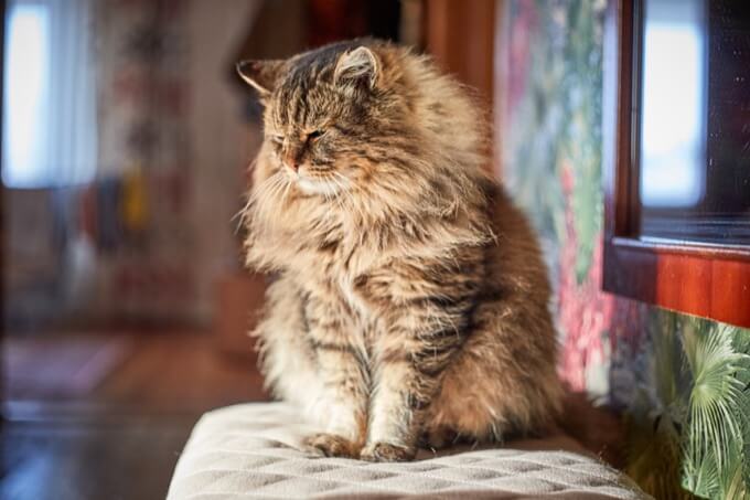 2ページ目 ゆっくりしたまばたき で猫とコミュニケーションがとれると大学研究で判明 猫と絆を深めるのに最適な方法 Tocana