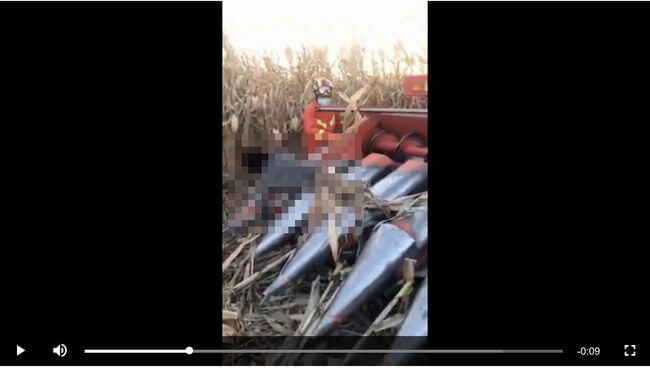 【閲覧注意】トウモロコシ畑で野ションしていた女が収穫機に巻き込まれ…! 絶望的に恐ろしい事態発生=中国の画像1