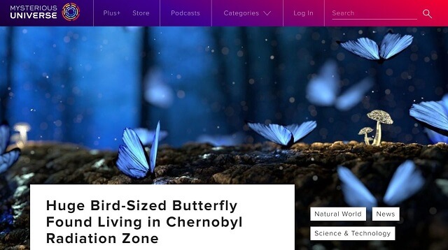 チェルノブイリの立入禁止区域で「鳥サイズの蝶」が発見される!! リアル「モスラ」状態… 放射能の影響なのか!?の画像2