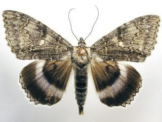 チェルノブイリの立入禁止区域で「鳥サイズの蝶」が発見される!! リアル「モスラ」状態… 放射能の影響なのか!?