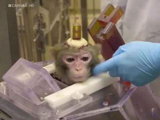 【激ヤバ動物実験】頭蓋骨に“穴を開けられた”サルたちが不憫すぎる！ “モンキーロボトミー”を世界が批判、医学の闇か！