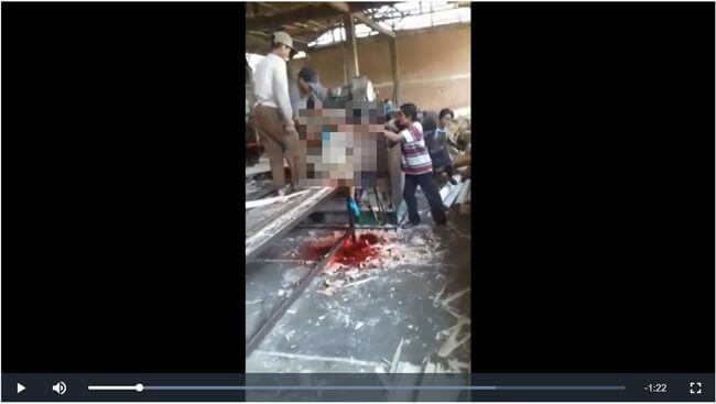 【閲覧注意】木材の皮剥ぎ機に引きずり込まれた労働者！ 頭を潰され、絞り出された血液が… あまりにも悲劇的事故＝インドネシアの画像1