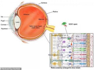 【朗報】失明しても“ウイルス注入”でガチ視力回復する臨床試験開始へ！ 手術不要、最先端の遺伝子治療が凄い！