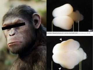 【ガチ】猿の脳に「人間の遺伝子」を埋め込む“禁断”の実験！ マジで“喋り出す”可能性も…リアル『猿の惑星』到来か？