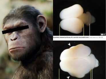 猿の最新ニュース記事 まとめ Tocana