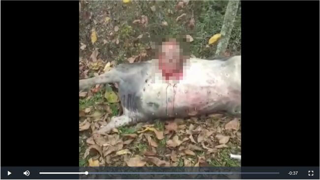 【閲覧注意】兵士の生首がマジで動き出す恐怖の瞬間! アルメニア兵士に斬首されたアゼルバイジャン兵士の怨恨か!の画像1