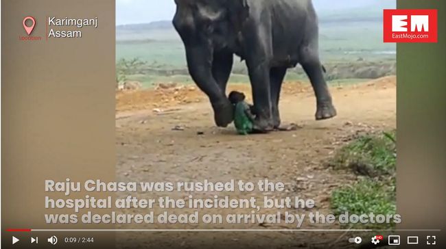 【閲覧注意】ゾウに「じわじわ殺されている」人間が激撮される!! おもちゃのように弄ばれる悲惨な最期、誰も近付けず!=印の画像1