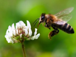「もしミツバチがいなくなったら人類は4年で絶滅する」ミツバチ大量失踪の謎を考察