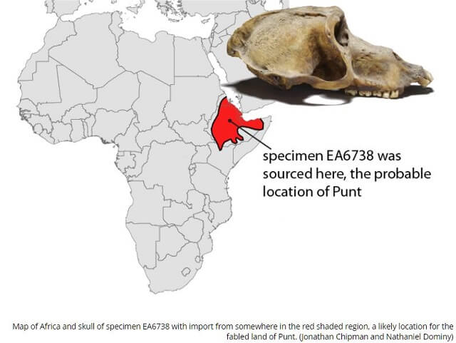 猿のミイラ155体が暴いた謎の「プント国」の実態! 古代エジプトと交易か…場所までガチ特定!の画像2