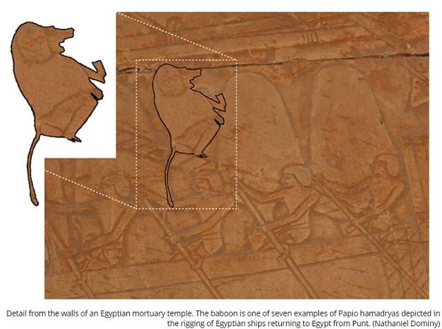 猿のミイラ155体が暴いた謎の「プント国」の実態！ 古代エジプトと交易か…場所までガチ特定！の画像3