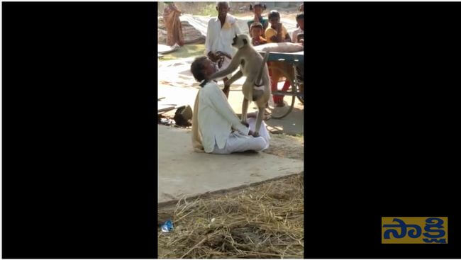 【閲覧注意】サルを怒らせると本気でヤバい! 男が一瞬で頭を剥ぎ取られ頭蓋骨むき出しに… 悪夢の決定的瞬間=印の画像1