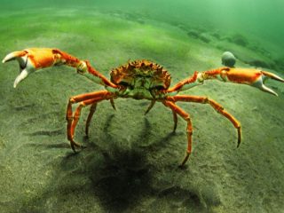 「全ての生物はやがて蟹になる」奇妙な進化論が話題！ 人間のカニ化が始まる!?