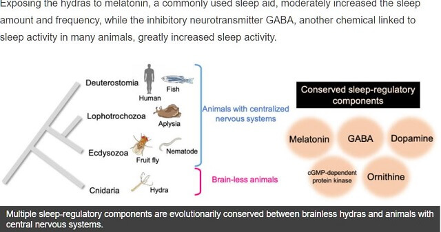 【新事実】「脳よりも先に睡眠があった」ことが判明! 脳がない生物でも眠る… 謎すぎる進化のメカニズムの画像3
