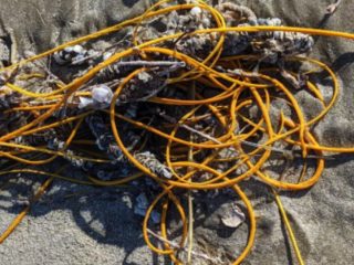 ロープにしか見えない生物が存在していた！ ゴミの不法投棄かと思いきや…正体は？