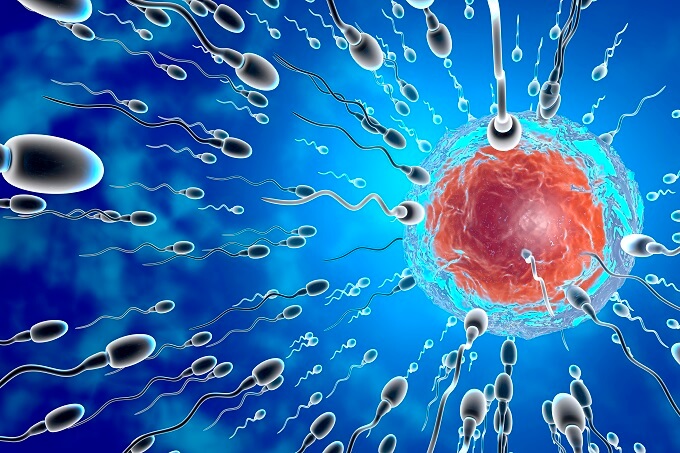 ライバルを毒殺して卵子を目指す「キラー精子」が発見される！ 実は多種多様だった精子の性質、不妊治療に応用へ！の画像1