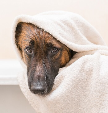 【動物虐待】「ペットトリマーに愛犬を殺された」事件の真相を取材!! しつけで首絞め… 被害者の意味深発言と店の現状、録音証拠も!?の画像2