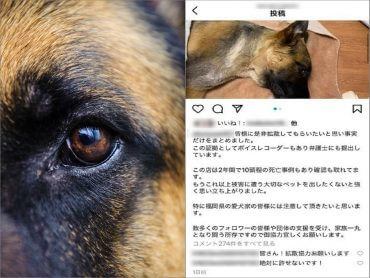 動物虐待の検索結果 Tocana