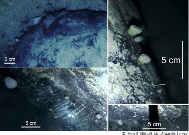 【史上初】ついに南極の氷の下で謎の生命体が発見される! 「いるはずない」科学者も戦慄、生物の常識が覆える事態!の画像2