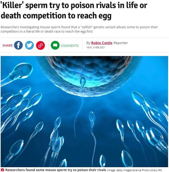 ライバルを毒殺して卵子を目指す「キラー精子」が発見される! 実は多種多様だった精子の性質、不妊治療に応用へ!の画像2