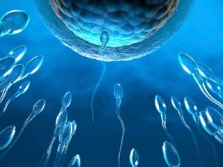 ライバルを“毒殺”して卵子を目指す「キラー精子」が発見される！ 実は多種多様だった精子の性質、不妊治療に応用へ！
