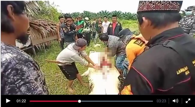 【閲覧注意】体長6mのワニの腹を切り開いて取り出される死体! 丸呑みされた8歳少年の変わり果てた姿に両親絶叫=インドネシア の画像1