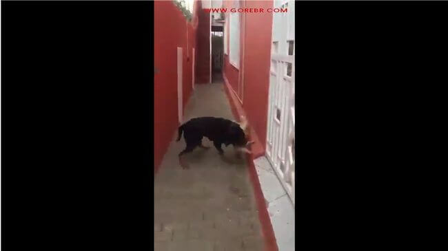 【閲覧注意】犬と猫がガチで戦った結果が恐ろしい! 嚙み振り回し、壁に叩きつけ… 想像を超えた悲惨な最期!の画像2
