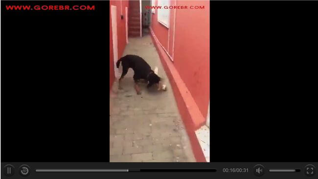 【閲覧注意】犬と猫がガチで戦った結果が恐ろしい! 嚙み振り回し、壁に叩きつけ… 想像を超えた悲惨な最期!の画像4