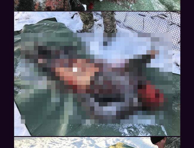【超・閲覧注意】泥酔して凍死、オオカミに食い荒らされた死体がヤバすぎる! 柔らかい部位を徹底的に貪られ… ロシア酒癖問題の現実の画像1