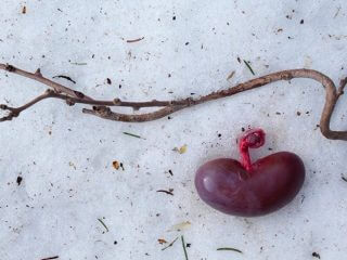 見惚れるほど美しい“内臓の共振写真”…写真家・石川竜一、5年ぶりの写真集『いのちのうちがわ』が刺さりまくる！（インタビュー）