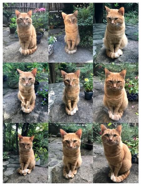 8歳年下の男と「ダイナマイト心中」した母の写真を探して… 末井昭が語る「猫コンプレックス母コンプレックス」の画像2